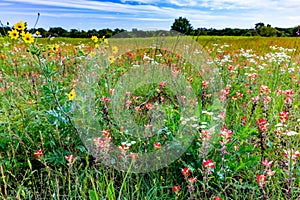 Orange Indian Paintbrush Wildflowers in a Texas Field