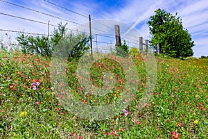 Orange Indian Paintbrush Wildflowers in a Texas Field with Fence photo