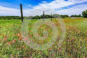 Orange Indian Paintbrush Wildflowers in a Texas Field with Fence photo