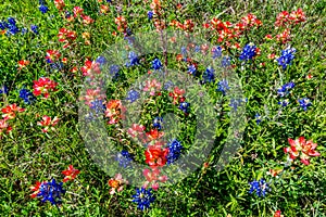 Orange Indian Paintbrush Wildflowers in Texas photo