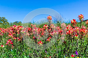 Orange Indian Paintbrush Wildflowers in Texas photo