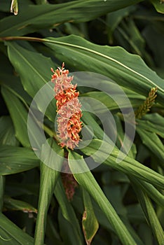 Orange inflorescence of Hedychium densiflorum