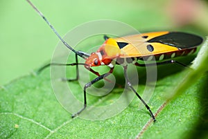 Orange Insect