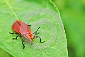 Orange insect on green leaves