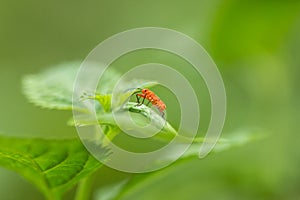 Orange insect macro in Tangkoko National Park. North Sulawesi, Indonesia.