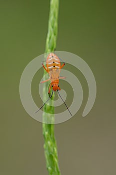 Orange insect macro in Tangkoko National Park. North Sulawesi, Indonesia.