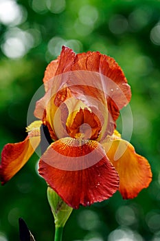 Orange iris in bloom