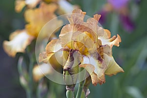 Orange Iris in bloom