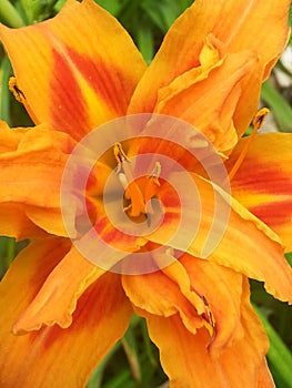 Orange iris