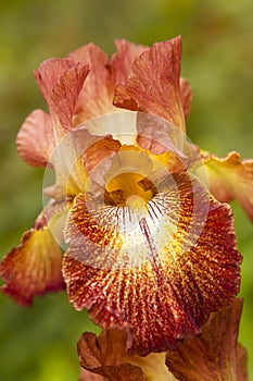 Orange Iris flower