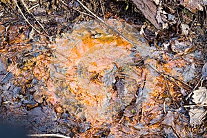 Orange Iron Gunge Sipping From Soil In A Stream