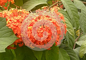 Orange Ixora coccinea flowers