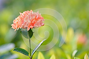 Orange Ixora Flower (Jungle geranium)