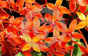 Orange Ixora Flowers Blossoming