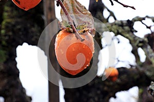 Orange Japanese persimmon fruit on the tree and droplet after rain on white sky background.