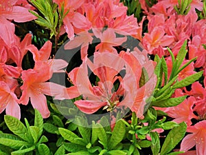 Orange Japanese rhododendron Latin: rhododendron japonicum A. Gray Suring in the botanical garden of St. Petersburg photo