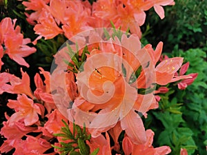 Orange Japanese rhododendron Latin: rhododendron japonicum A. Gray Suring in the botanical garden of St. Petersburg photo