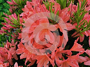 Orange Japanese rhododendron Latin: rhododendron japonicum A. Gray Suring in the botanical garden of St. Petersburg photo