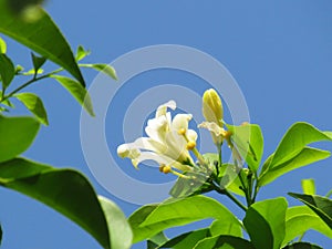 Orange Jasmine flower blooming on tree against the blue sky.