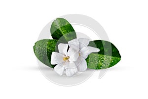 Orange jasmine flower isolated on white photo