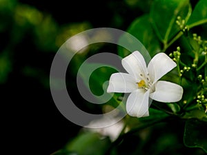 A orange Jasmine flower (Murraya paniculata)