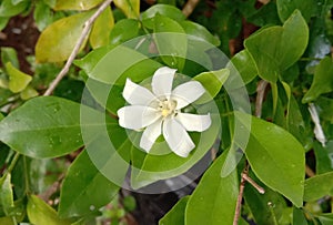 Orange jasmine flower is a small to medium sized perennial plant.