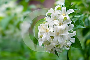 Orange jasmine or jessamine flower blooming