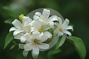 Orange jasmine. Murraya paniculata, Chalcas exotica, Murraya exotica, white flowers.