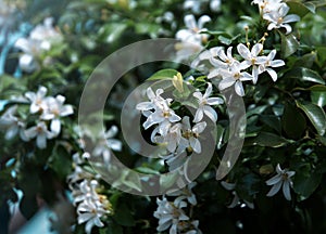Orange jasmine. Murraya paniculata, Chalcas exotica, Murraya exotica, white flowers.
