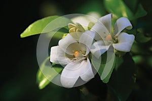 Orange jasmine. Murraya paniculata, Chalcas exotica, Murraya exotica, white flowers. photo