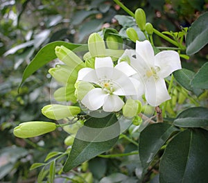 Orange jasmine;Murraya paniculata ;Cosmetic Bark Tree on blossom in garden