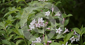 Orange Jasmine, white orange jasmine flower with green leaves blooming in the garden. Closeup