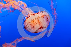 Orange jelly fish on a dark blue background