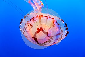 Orange jelly fish on a dark blue background