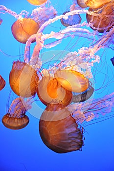 Orange Jellyfish