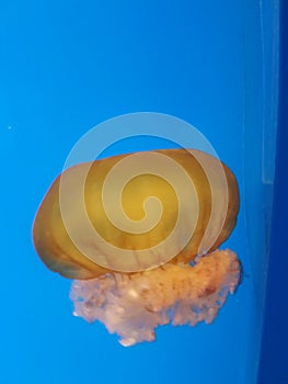 Orange jellyfish on blue