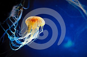 Orange jellyfish or Chrysaora fuscescens or Pacific sea nettle on blue photo