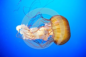 Orange jellyfish (Chrysaora fuscescens) photo