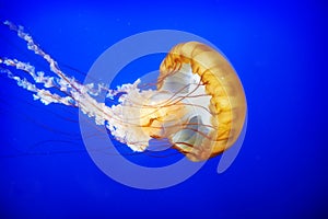 Orange jellyfish (Chrysaora fuscescens)