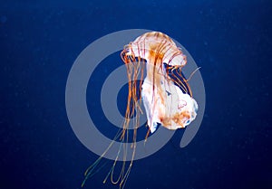 Orange jellyfish