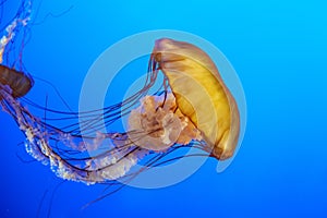 Orange jellyfish (Chrysaora fuscescens) photo