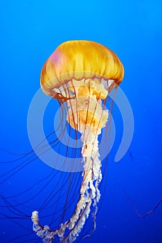 Orange jellyfish (Chrysaora fuscescens) photo