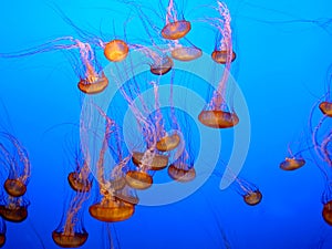 Orange jellyfish group