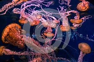 Orange Jellyfish Swarm Underwater