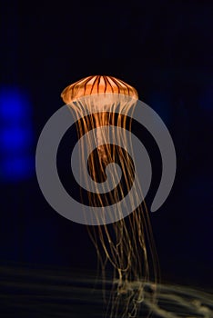 Orange jellyfish with tentacles on a black background