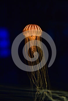 Orange jellyfish with tentacles on a black background photo