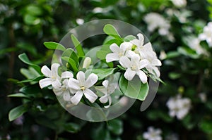 Orange Jessamine in bloom