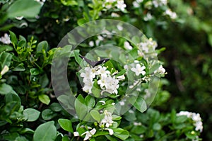 Orange Jessamine in bloom and a butterfly