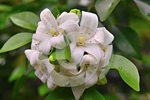 Orange jessamine flower blossom at tree