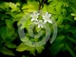 Orange Jessamine Flowers Blooming